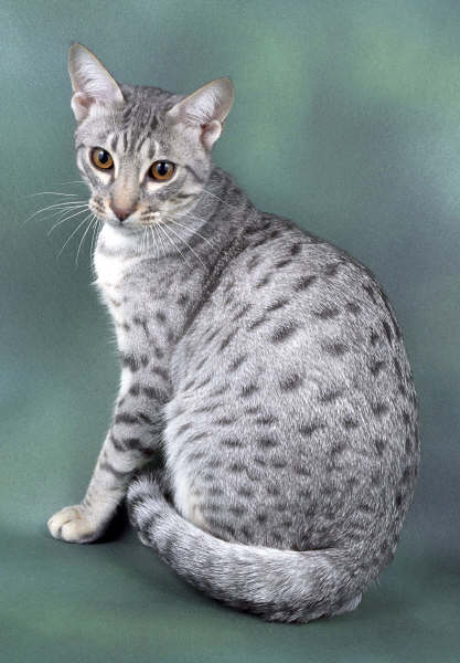 Ocicat breeders store