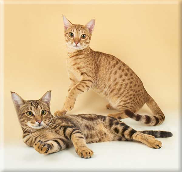 Ocicat and Aztec